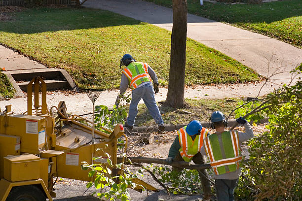 Best Palm Tree Trimming  in North Utica, IL